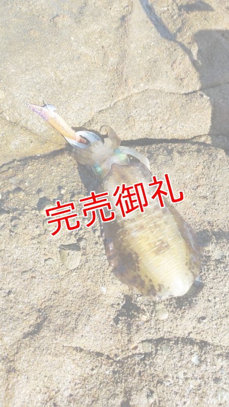 画像11: WILD CHASE 3.0号　アロワナゴールド【特注87works】 (11)