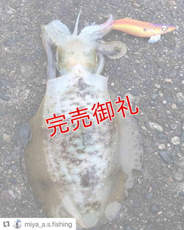 画像9: WILD CHASE 3.0号　アロワナゴールド【特注87works】 (9)