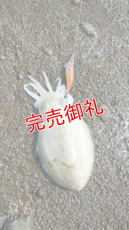 画像10: WILD CHASE 3.0号　アロワナゴールド【特注87works】 (10)